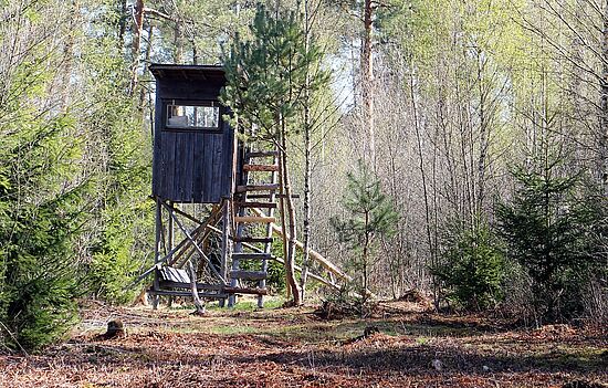 Mit dem Jäger durch den Wald - Familienführung voller Abenteuer - aufgrund der schlechten Wetterprognosen verschoben