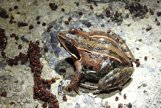 Naturpark Hirschwald: Amphibienwanderung beim Postweiher