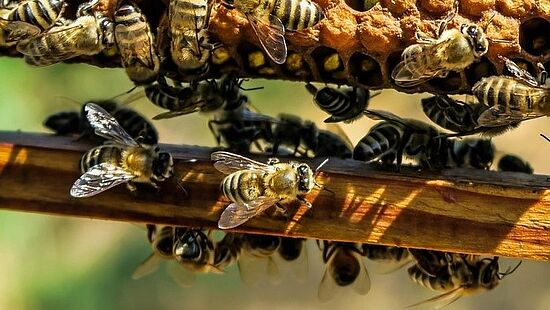 Mehr als Honig - die Welt der Bienenprodukte