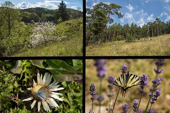 Mit dem Ranger unterwegs im Naturpark Hirschwald - das grüne Herz der Oberpfalz!