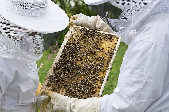 Hinter den Kulissen: "Besuch beim Imker"
