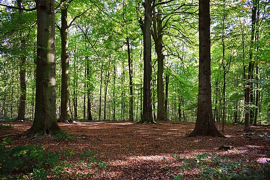 Wildes Waldgebirge St. Englmar