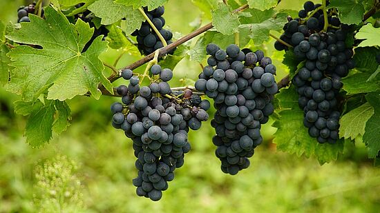 Schnittkurs für Obstgehölze