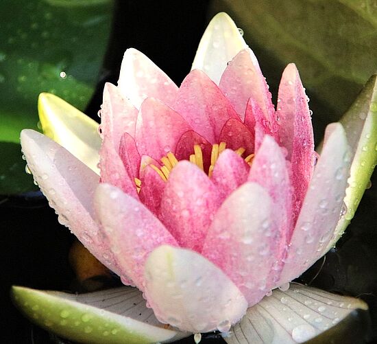 Um eine Mitte, die trägt - für Fortgeschrittene:
Aufblühen