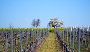 Einführung und Anleitung zu Laubarbeit / Reduzieren/Ertragskorrektur: Rebschnittkurs (Kurs 6)